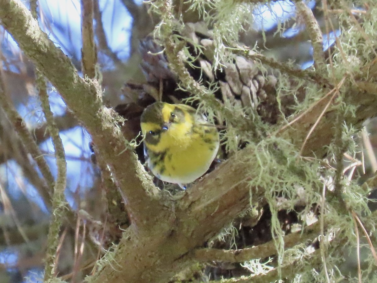 Townsend's Warbler - ML643371971