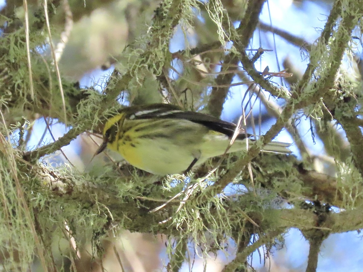 Townsend's Warbler - ML643371972