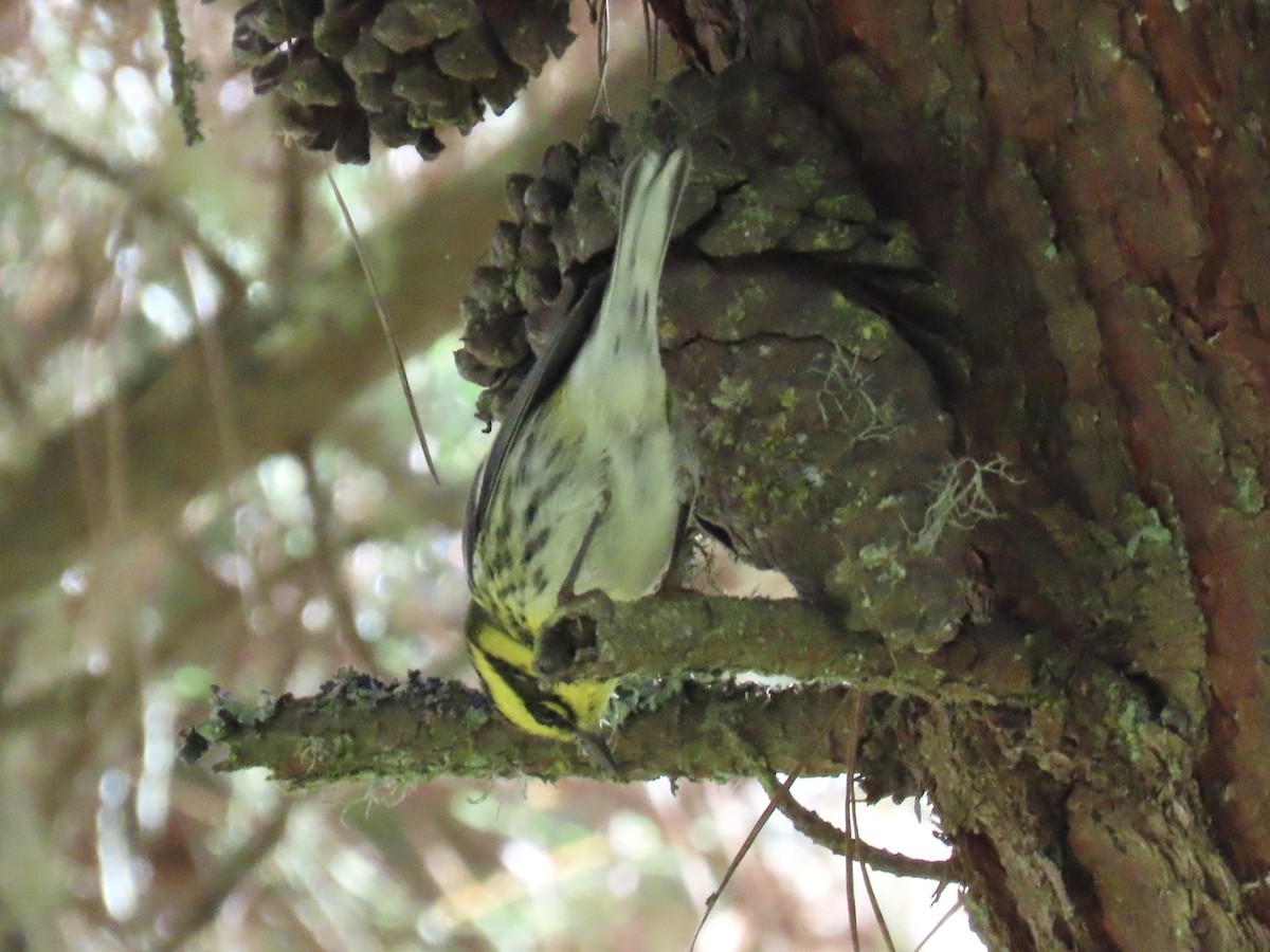Townsend's Warbler - ML643371973