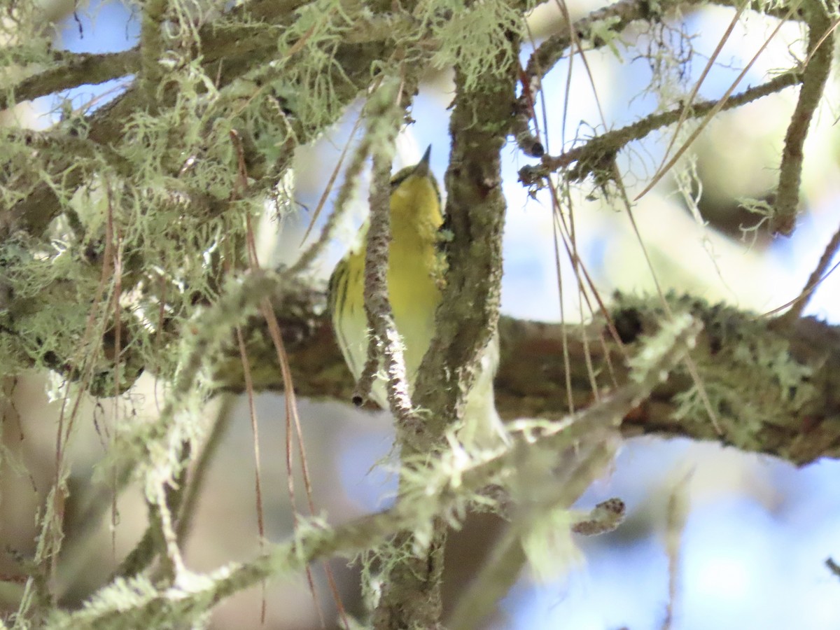 Townsend's Warbler - ML643371974