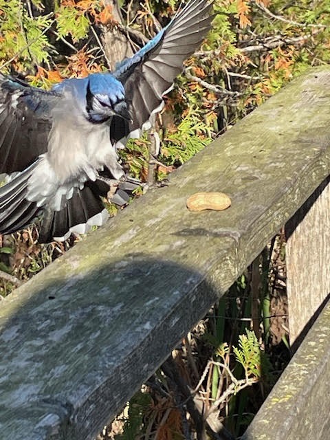 Blue Jay - ML643371990