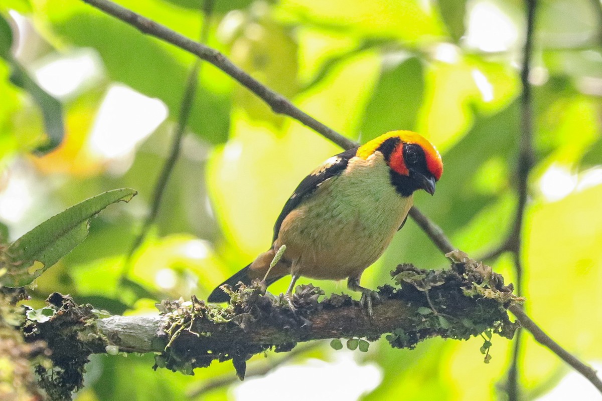 Flame-faced Tanager - ML643371993
