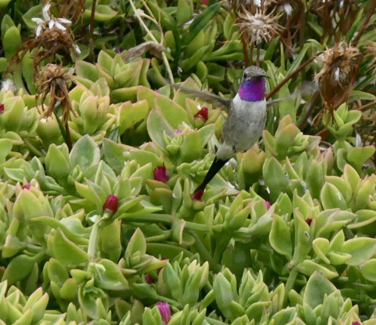 Oasis Hummingbird - ML643372000