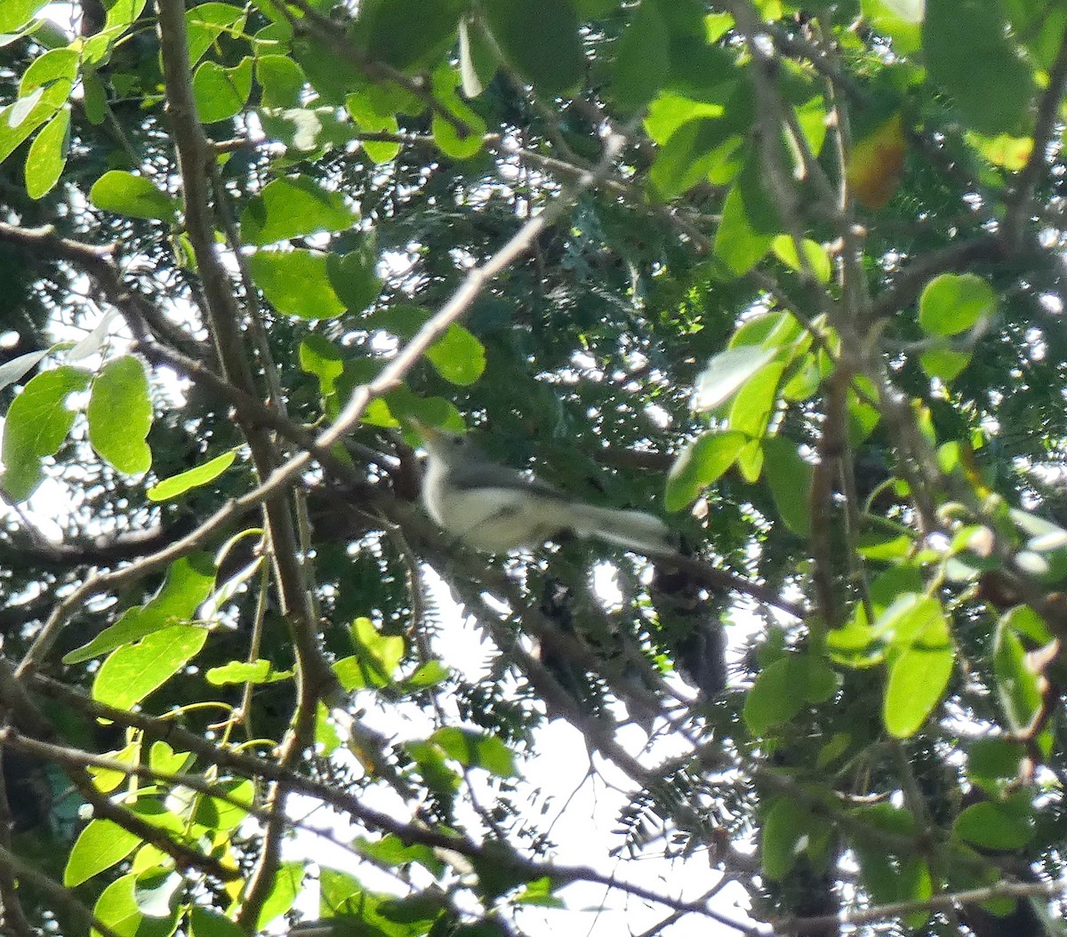 Blue-gray Gnatcatcher - ML643372002