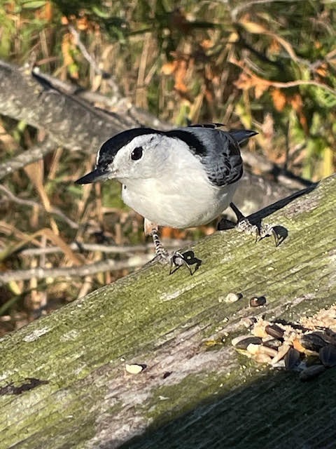 White-breasted Nuthatch - ML643372014