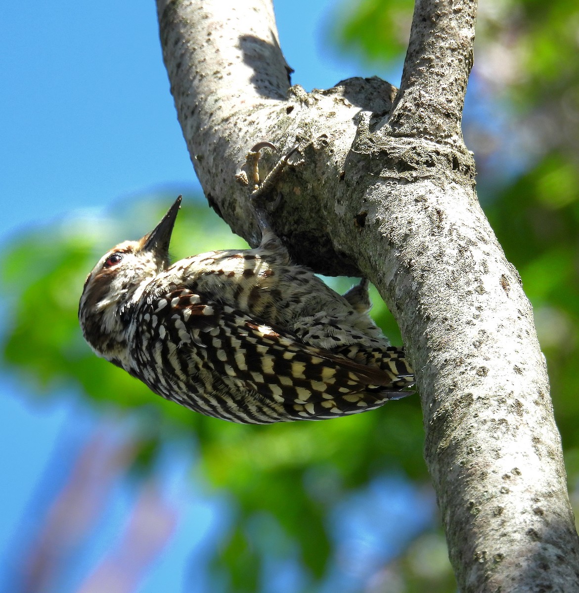 Checkered Woodpecker - ML643372015