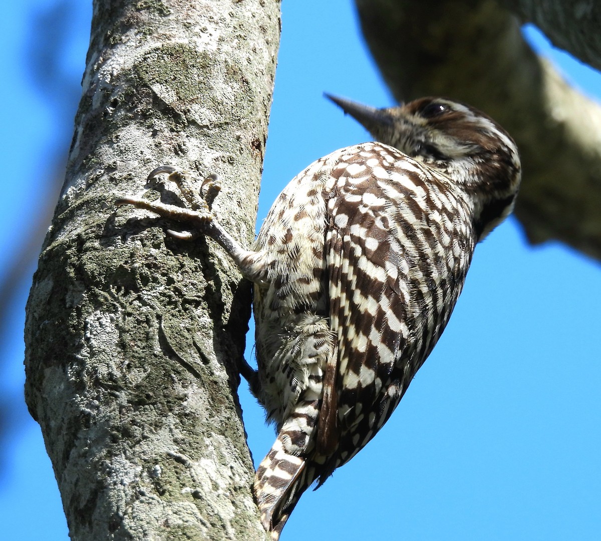 Checkered Woodpecker - ML643372032
