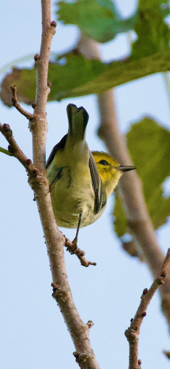 grønnparula - ML643372076