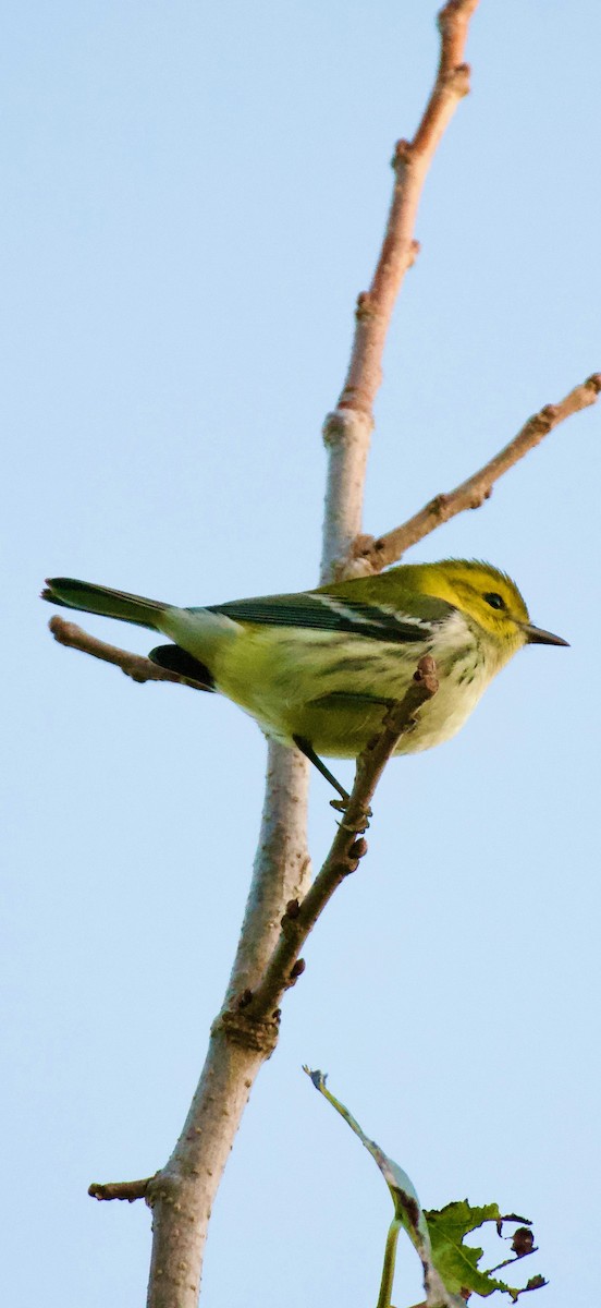 grønnparula - ML643372077