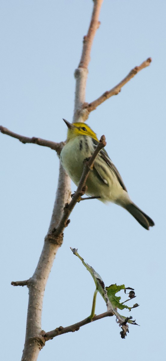 grønnparula - ML643372078