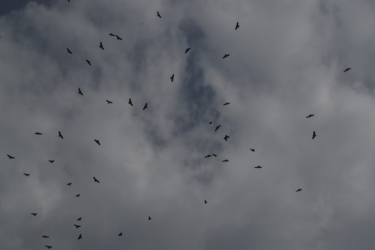 Broad-winged Hawk - ML643372091