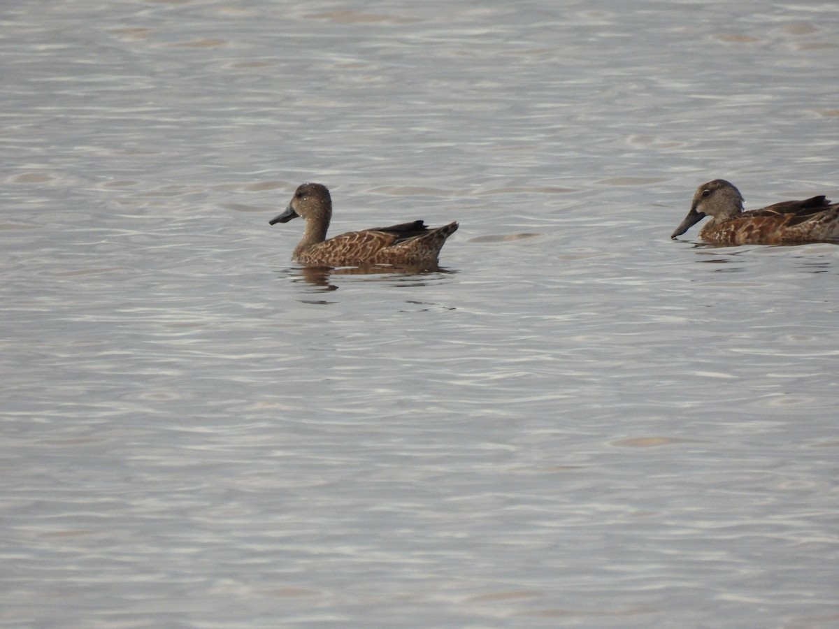 Blue-winged Teal - ML643372103