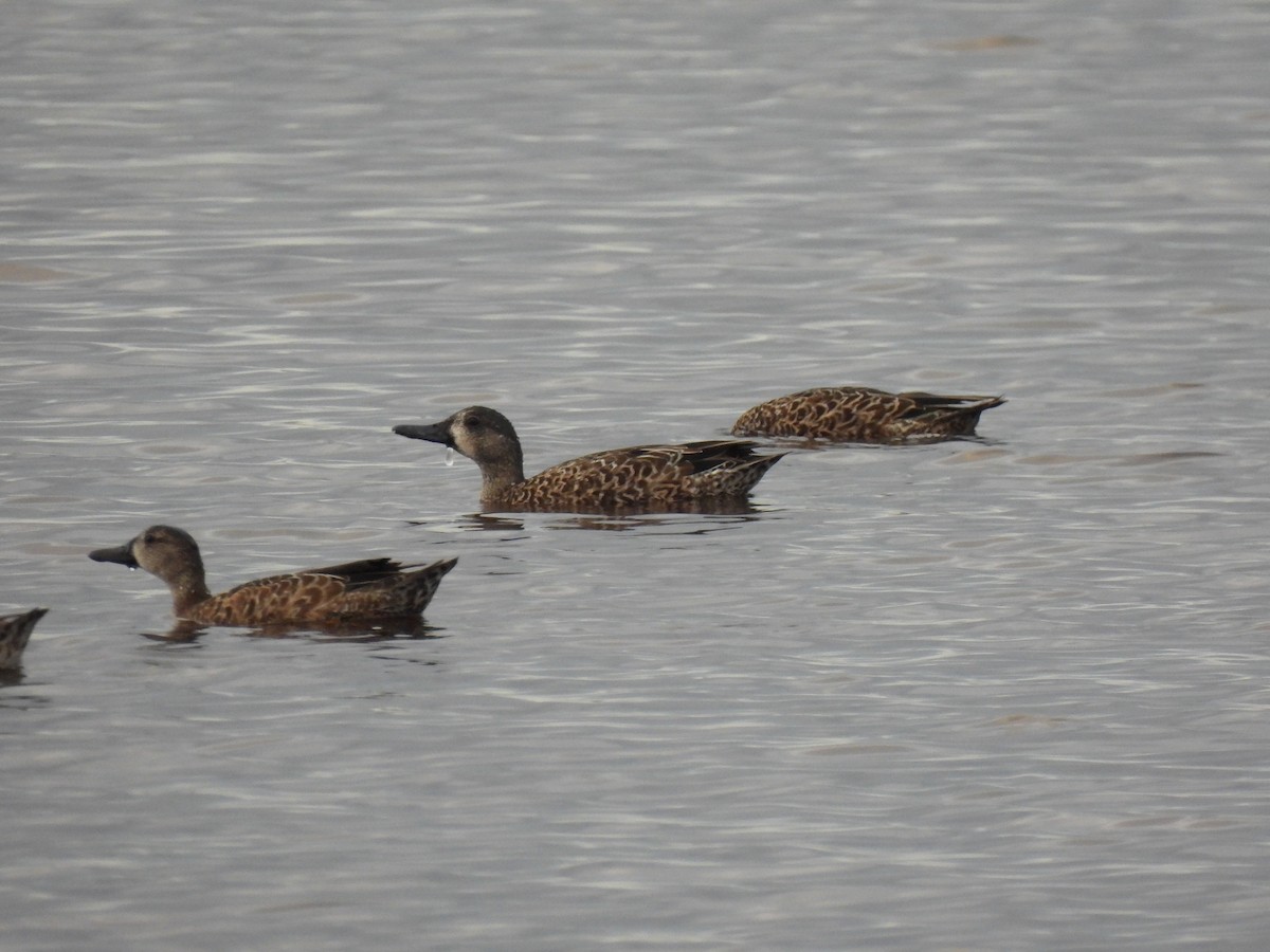 Blue-winged Teal - ML643372105