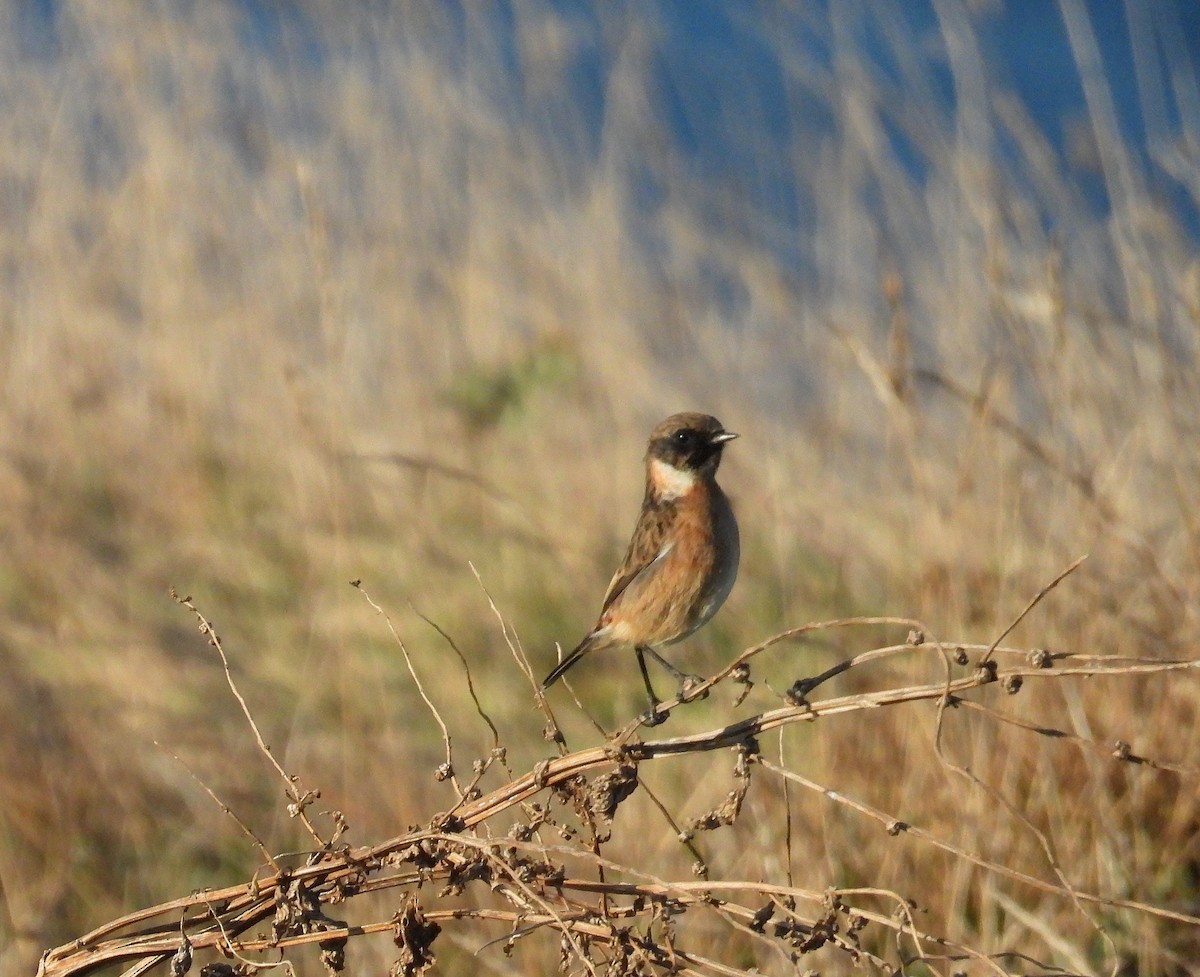 Трав'янка чорноголова - ML643372106