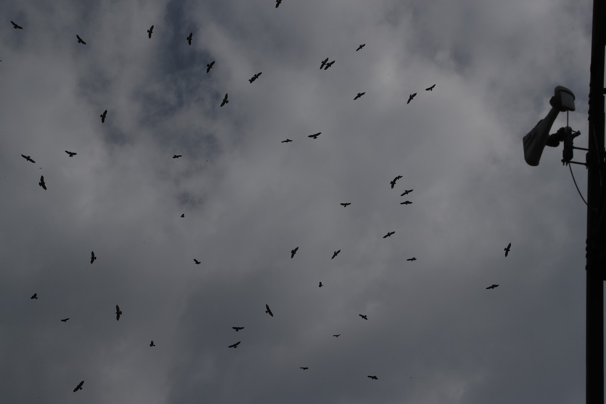 Broad-winged Hawk - ML643372128