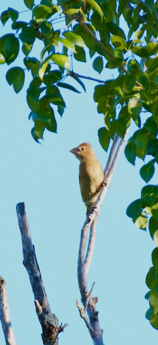 blåtykknebb - ML643372129