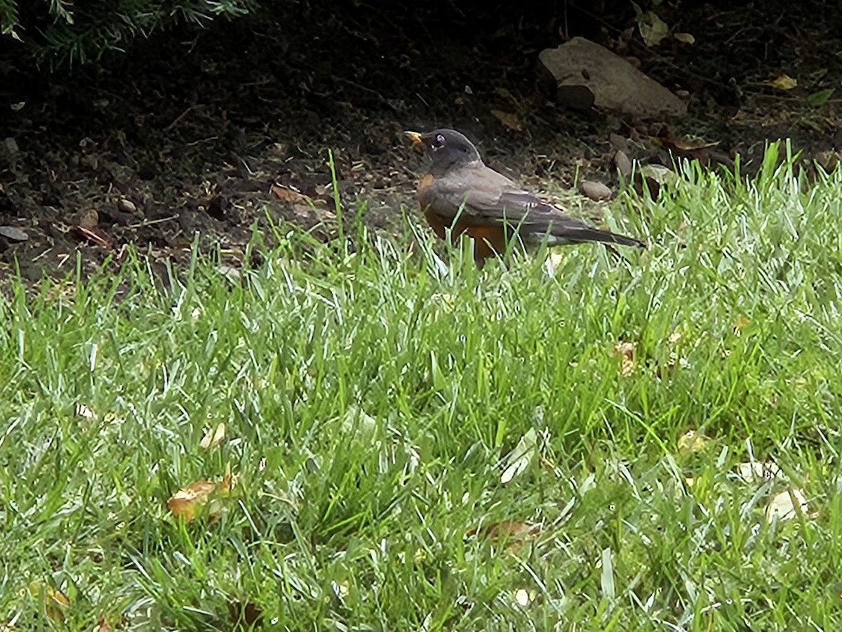 American Robin - ML643372130