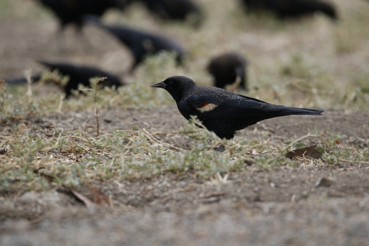 Tricolored Blackbird - ML643372136