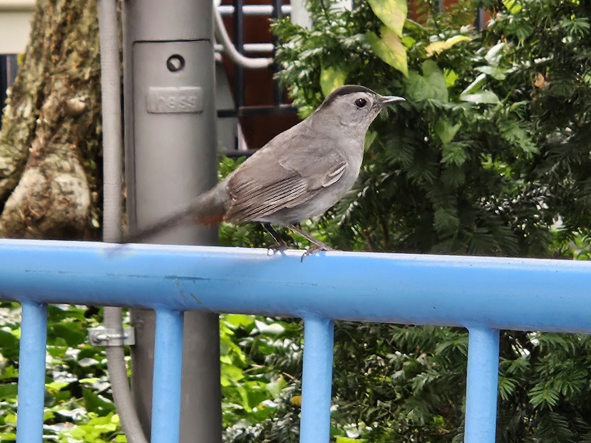 Gray Catbird - ML643372147