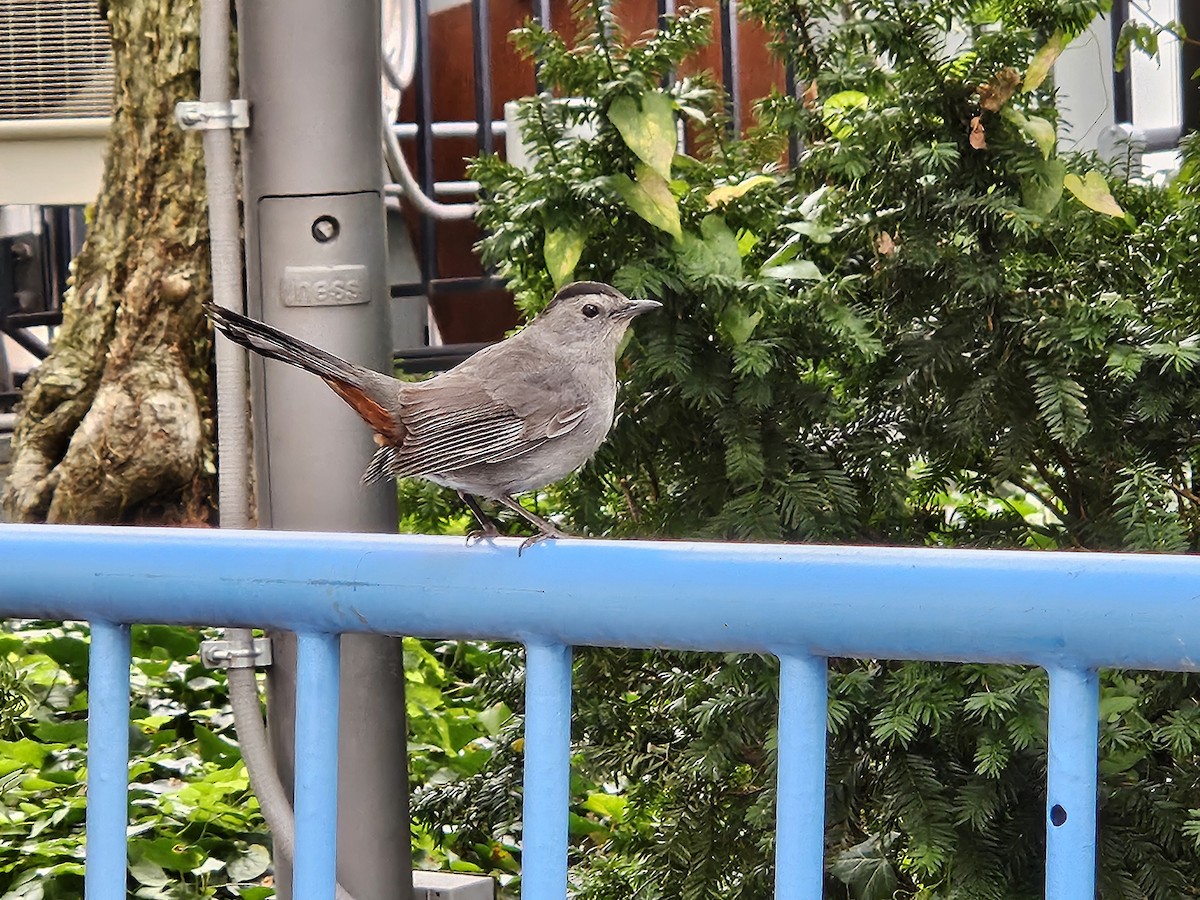 Gray Catbird - ML643372167