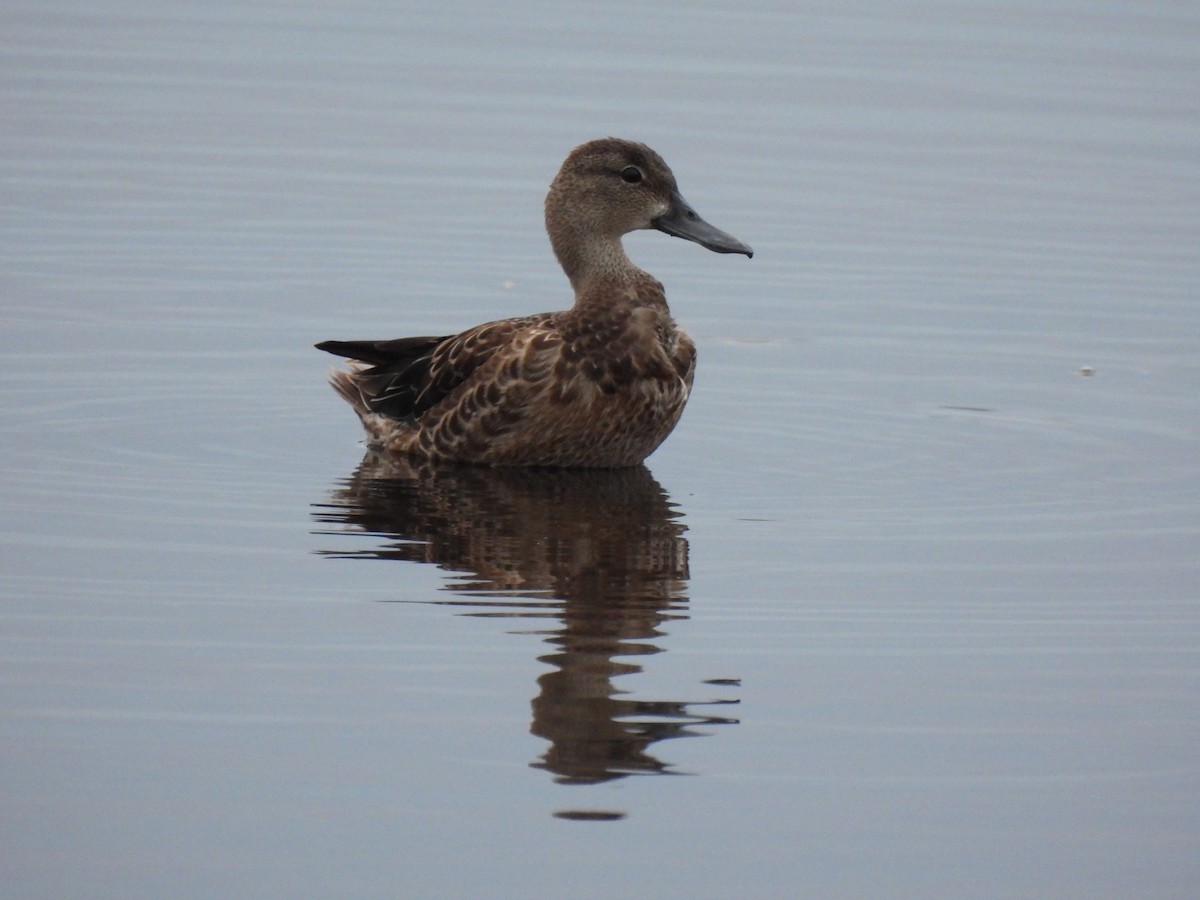 Blue-winged Teal - ML643372168