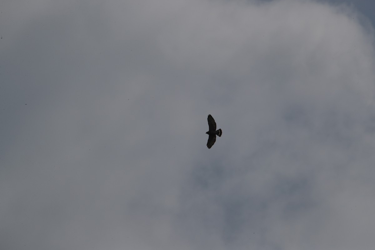 Broad-winged Hawk - ML643372171