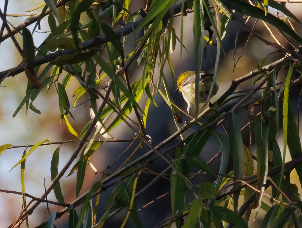 Black-throated Green Warbler - ML643372186