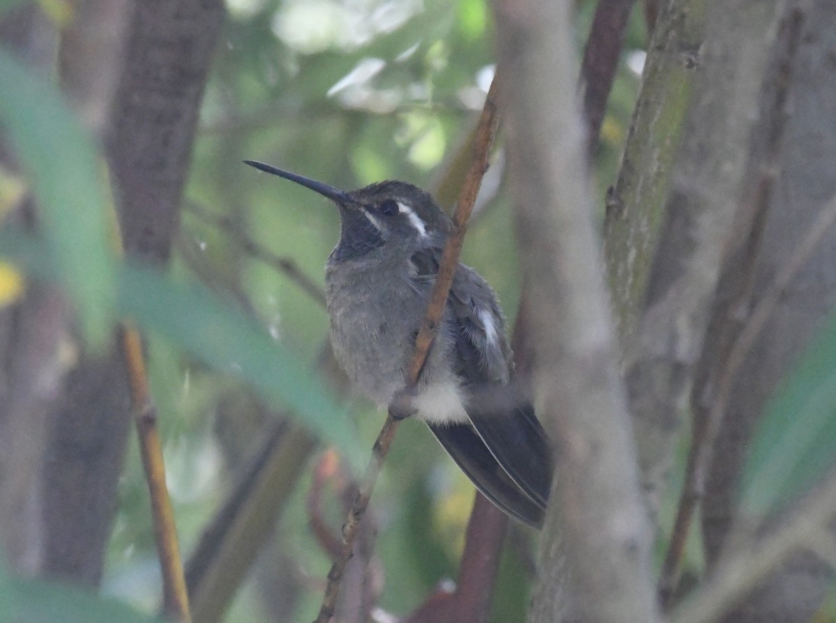 Blue-throated Mountain-gem - ML643372208