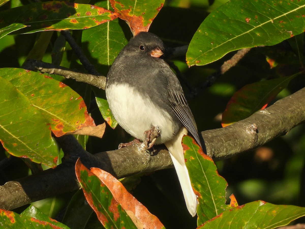 Dark-eyed Junco - ML643372214