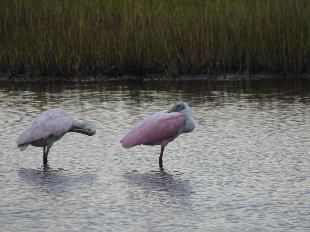 Roseate Spoonbill - ML643372227