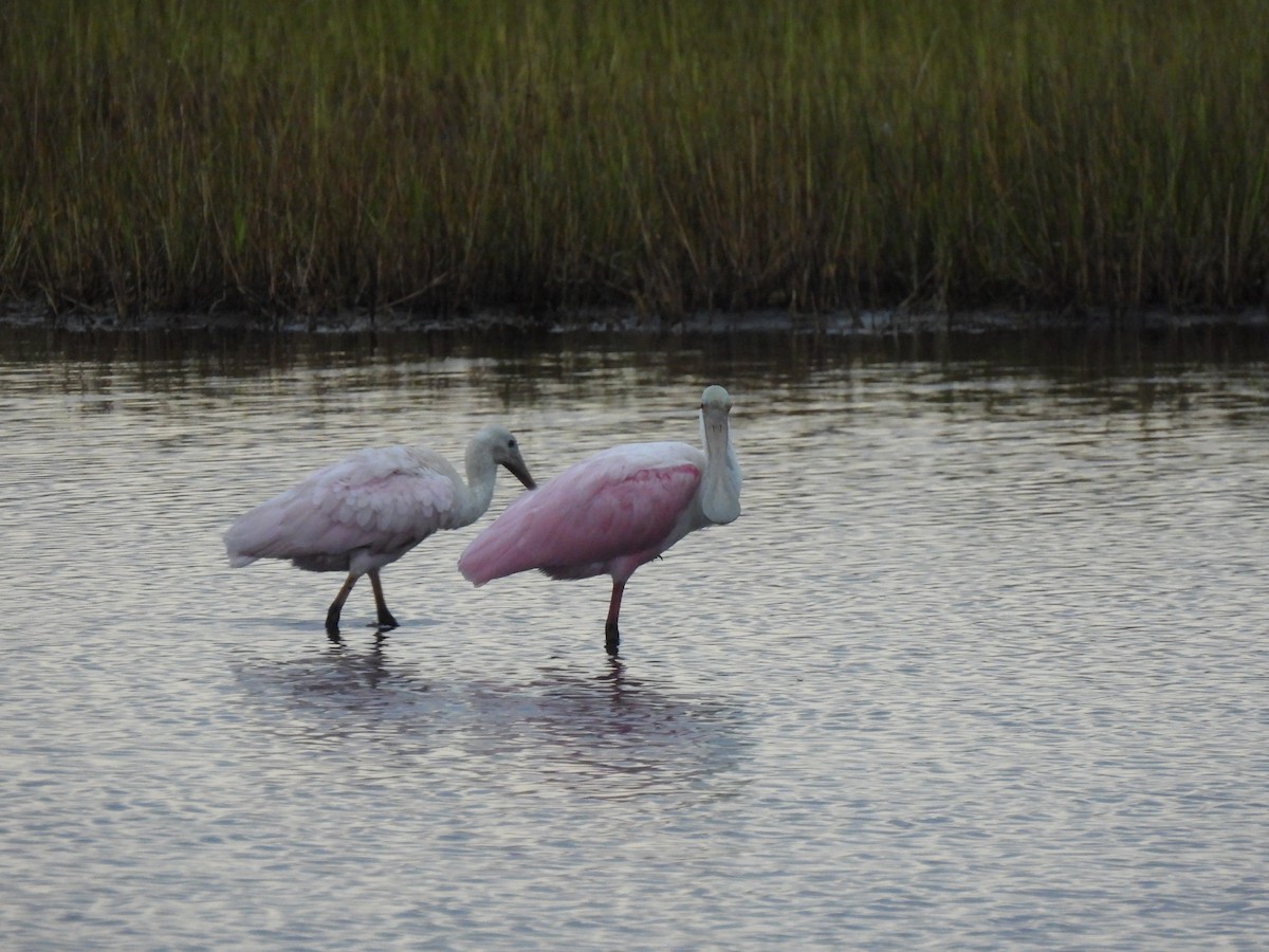Roseate Spoonbill - ML643372228