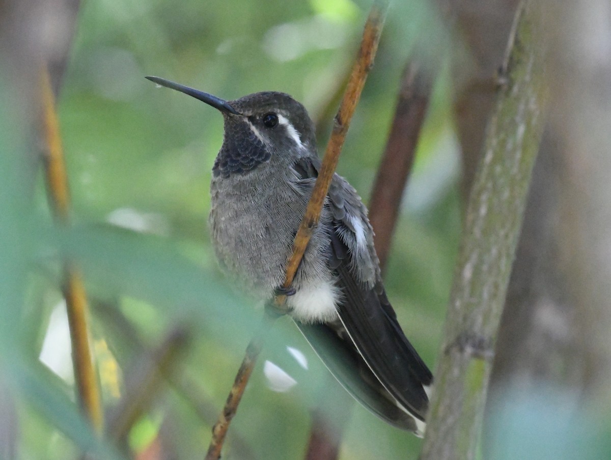 Blue-throated Mountain-gem - ML643372234