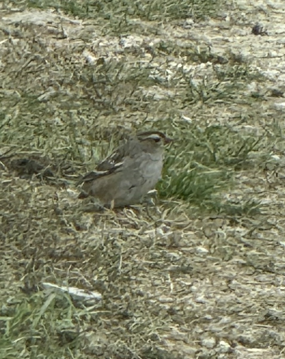 White-crowned Sparrow - ML643372257