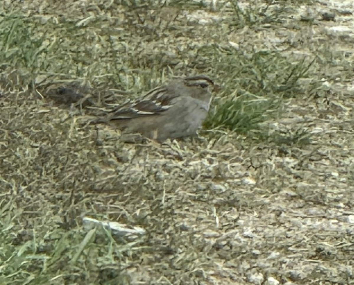 White-crowned Sparrow - ML643372258