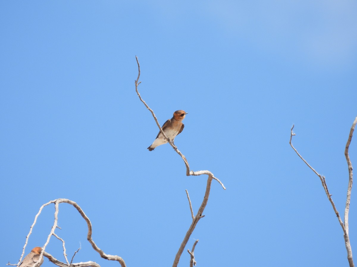Hirondelle fardée - ML643372286