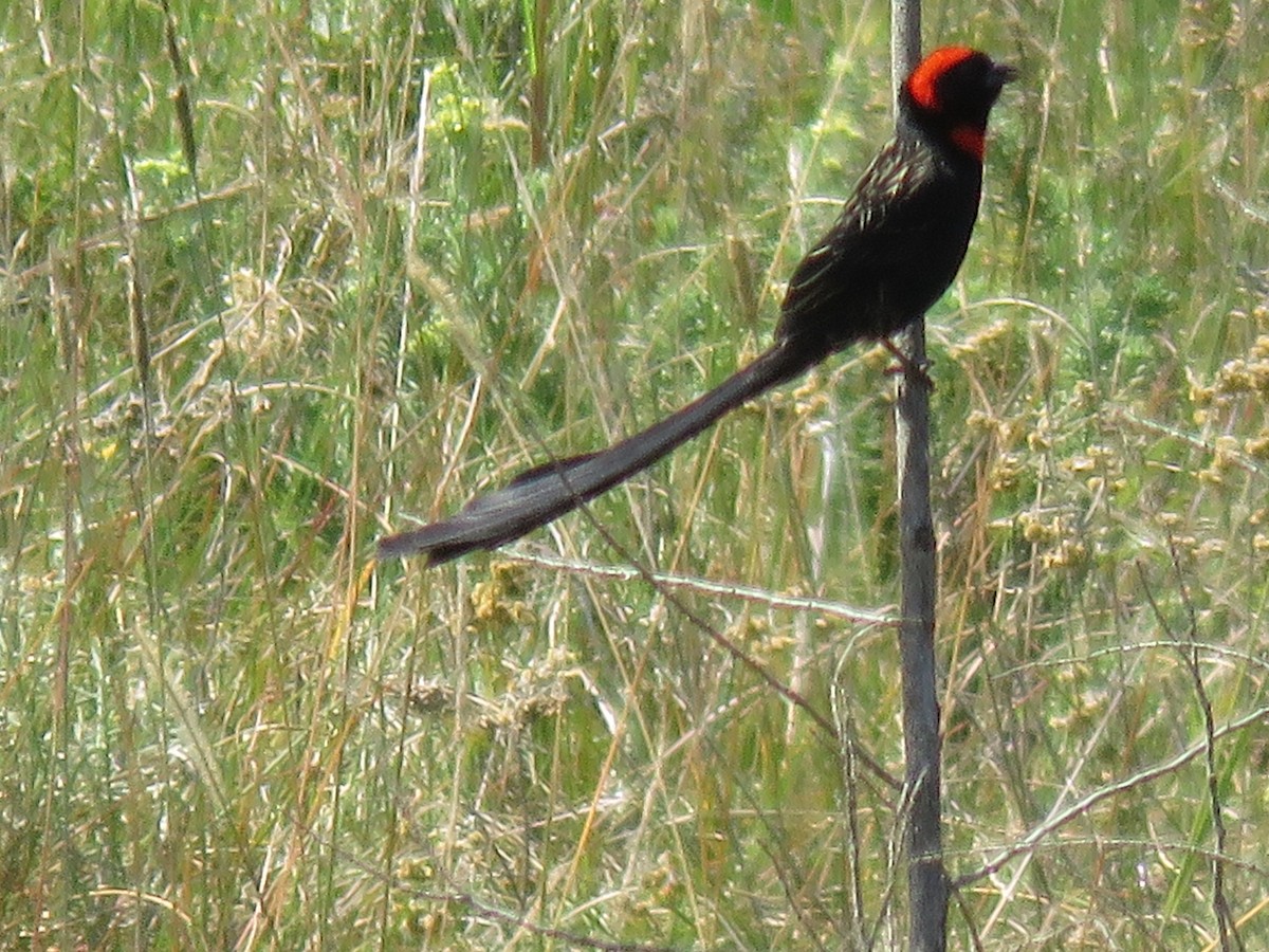 Red-cowled Widowbird - ML643372289