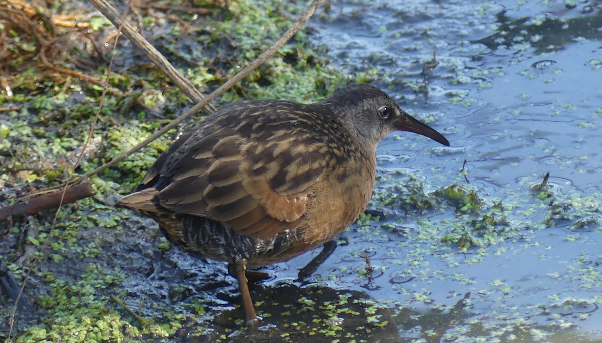 Virginia Rail - ML643372290
