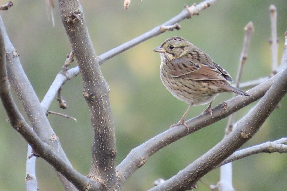 Lincoln's Sparrow - ML643372299