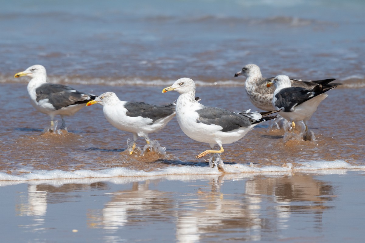 Бэсрэг цахлай - ML643372301