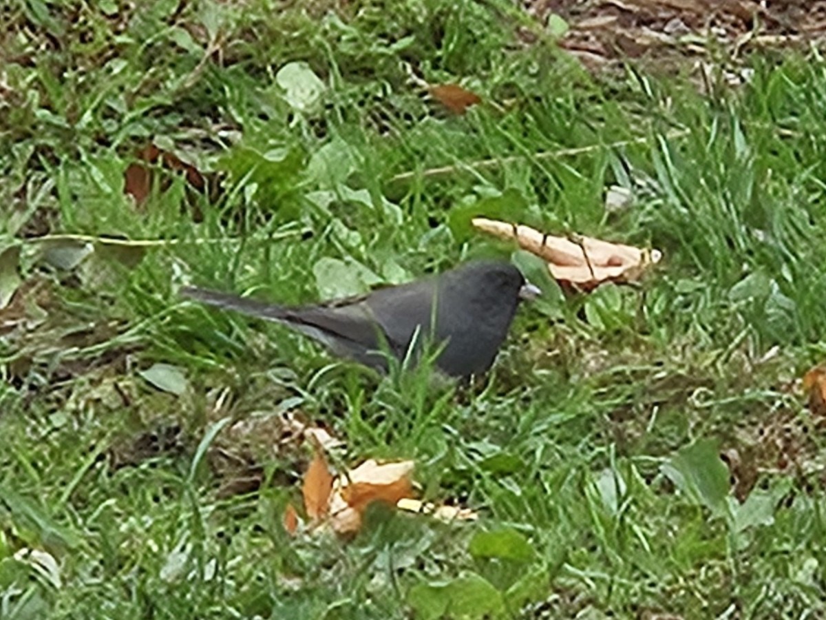 Dark-eyed Junco - ML643372310