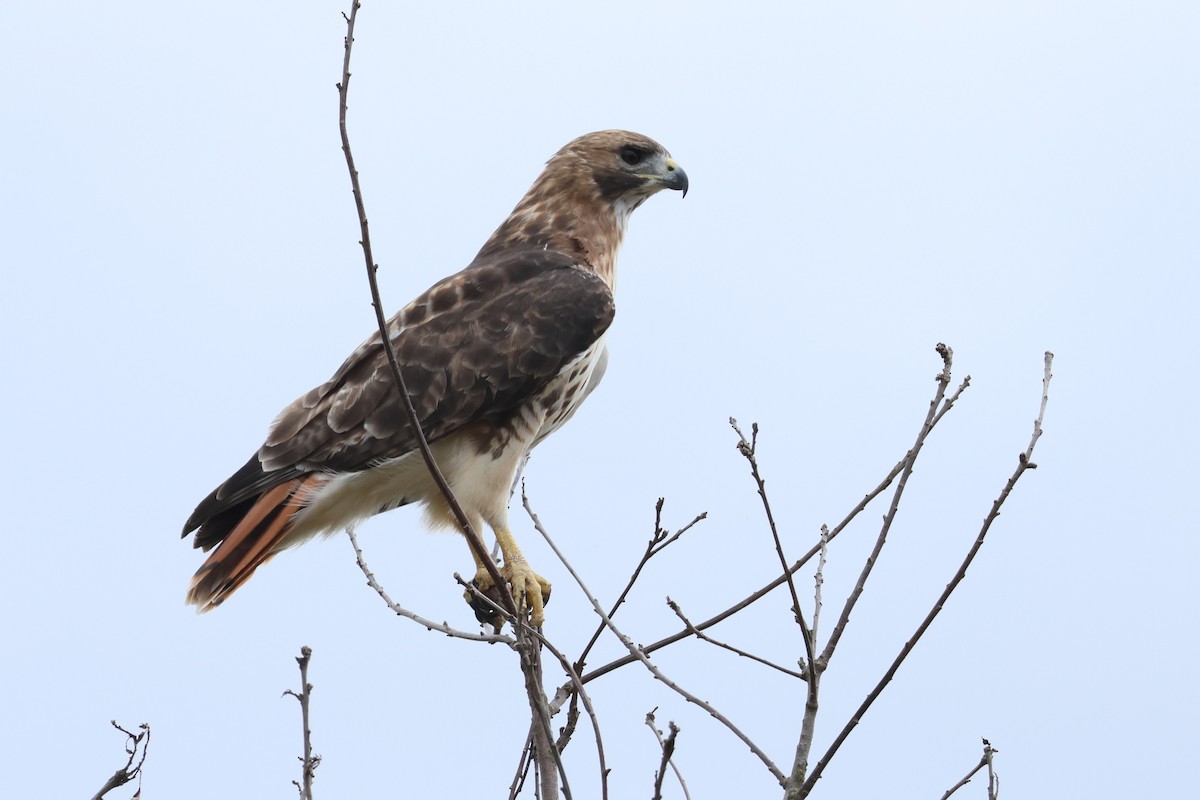 Red-tailed Hawk - ML643372320