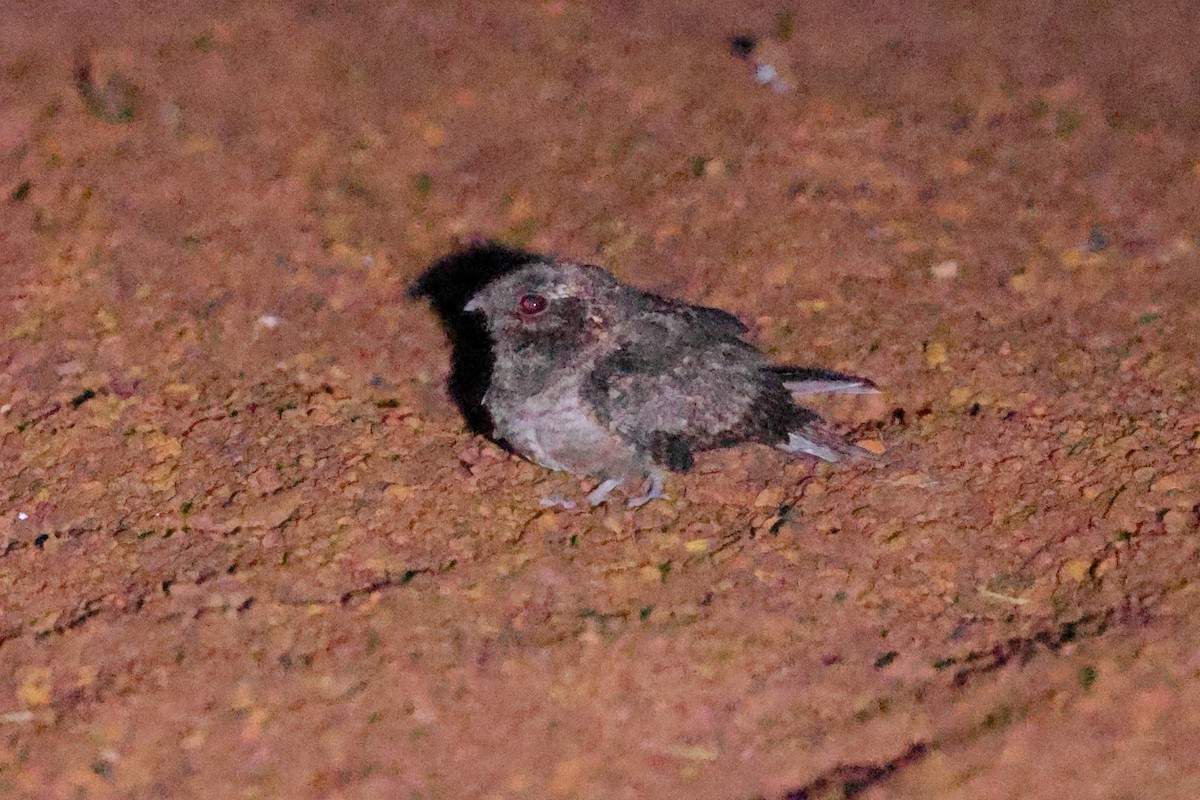 Fiery-necked Nightjar - ML643372322