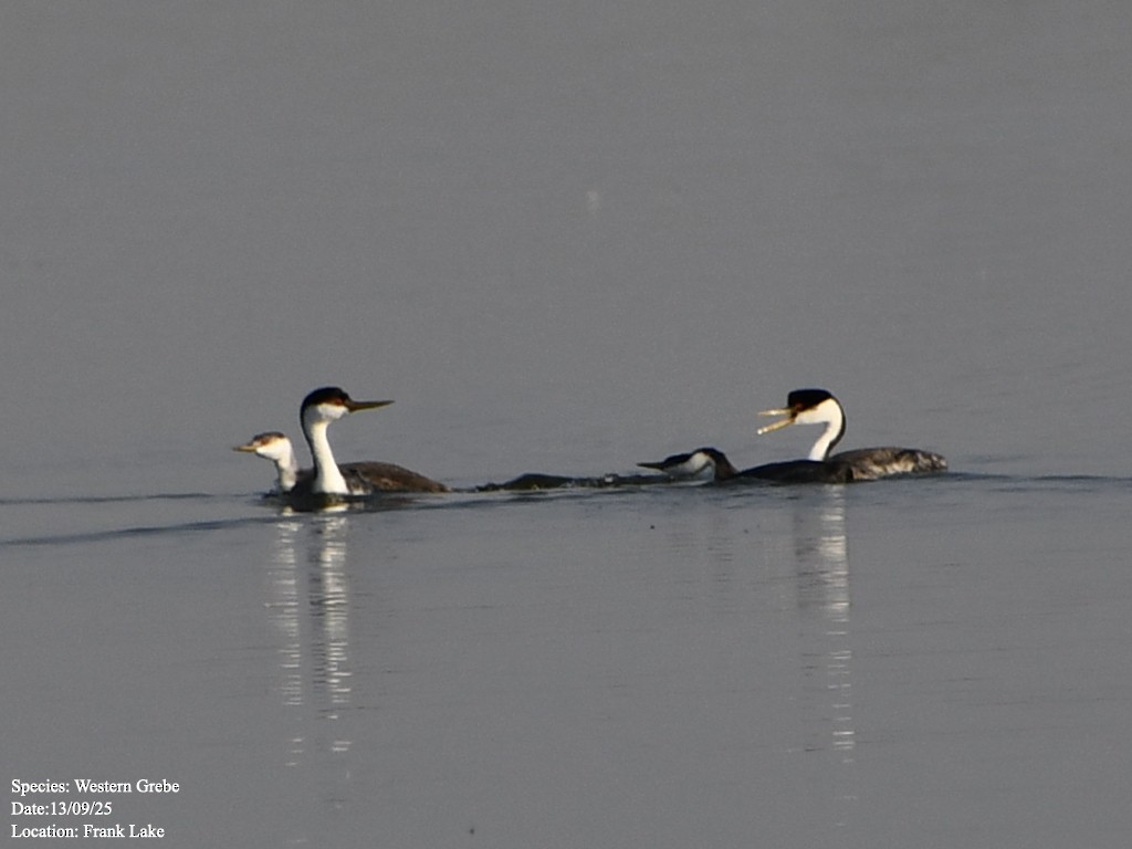Western Grebe - ML643372361