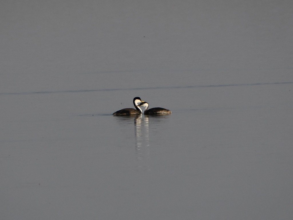 Western Grebe - ML643372362