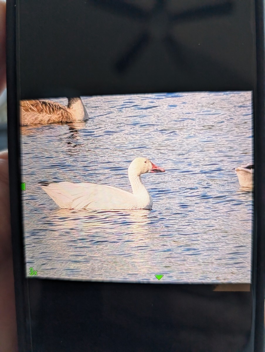 Snow Goose - ML643372371