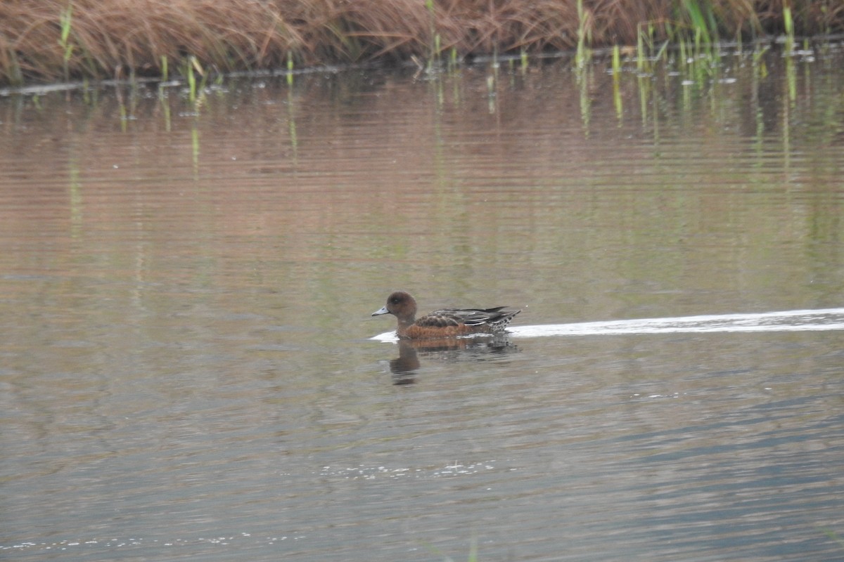 Canard siffleur - ML643372380