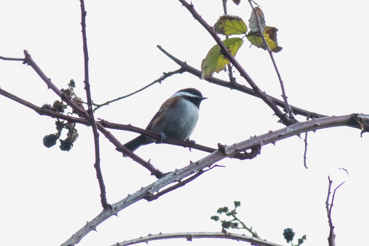Mésange à dos marron - ML643372386