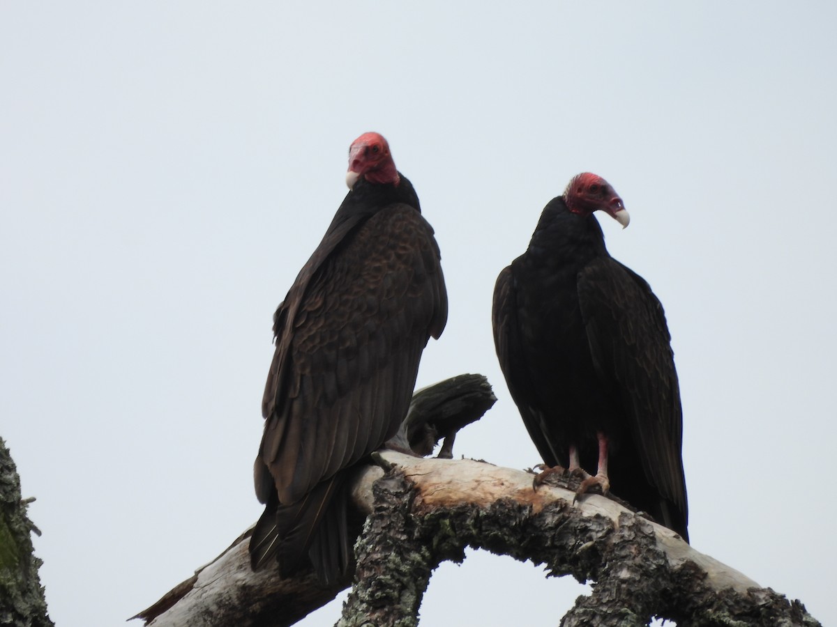 Urubu à tête rouge - ML643372398