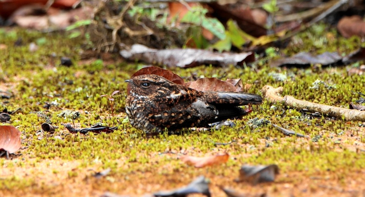 Blackish Nightjar - ML643372409