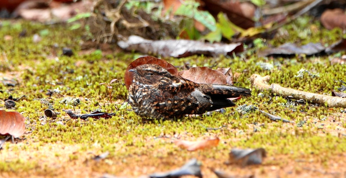 Blackish Nightjar - ML643372410